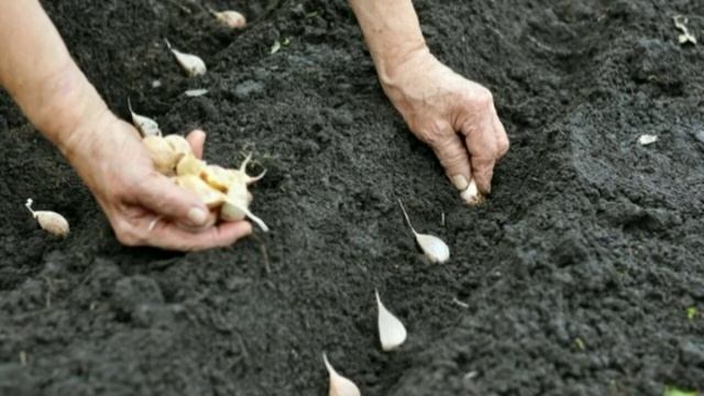 Основные хитрости посадки чеснока на зиму для получения большого урожая смотреть онлайн