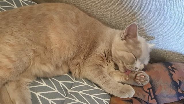 Котенок умывается/ кошка умывается смотреть онлайн