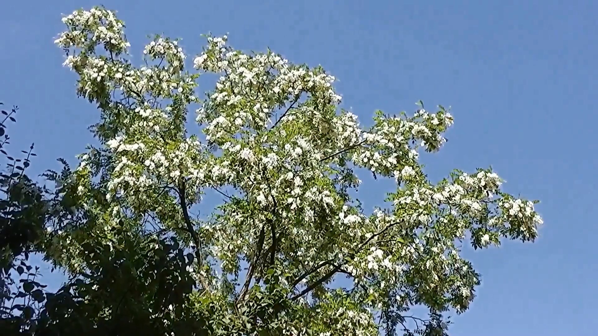 Белая акация | Ансамбль Белая акация