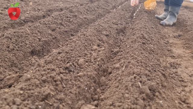 UDVOSTRUČITE PRINOS BIJELOG LUKA: Prije sadnje, u zemlju obavezno dodajte ovo смотреть онлайн