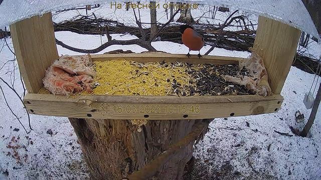 Кафе "Лесное" смотреть онлайн