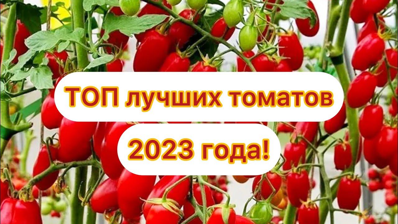 Эти ТОМАТЫ растут огромными ГРОЗДЬЯМИ. Неприхотливы, не боятся заморозков! смотреть онлайн