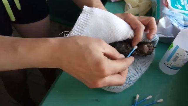 Спасение новорожденного котёнка. смотреть онлайн