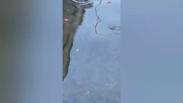 Балаклава  сильный ветер бакланы 25 февраля 2023