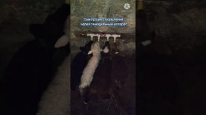 Кормление ягнят (поеныши) коровьим молоком