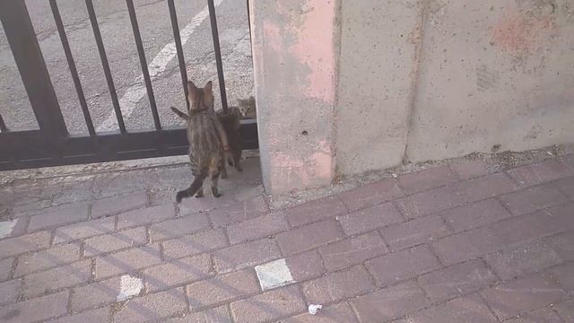 КОШКИ ТУРЦИИ