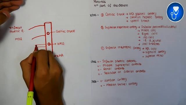 abdominal aorta anatomy 3d | abdominal aorta course anatomy | abdominal aorta branches anatomy смотреть онлайн