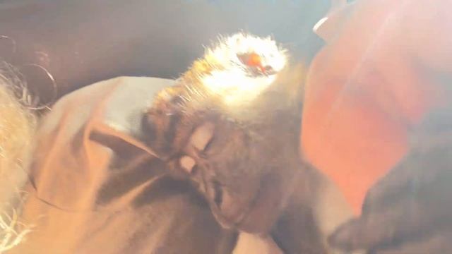 The 2 Java Macaques That Saved Me смотреть онлайн