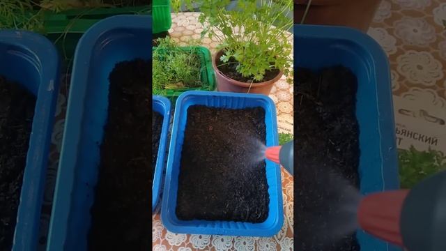 Петрушка Круглый Год!!! смотреть онлайн