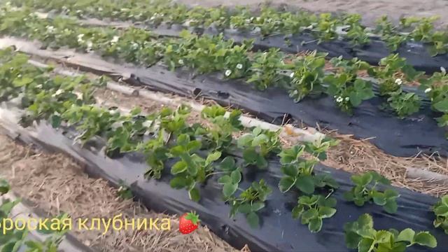 Первый цвет Азия и Альба. смотреть онлайн