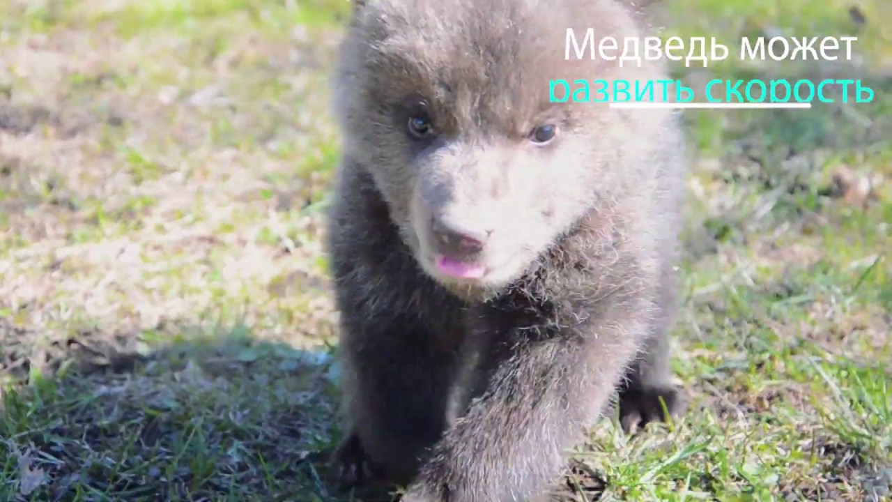 Эти мишки влюбили в себя всех смотреть онлайн