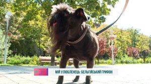 Бельгийский гриффон