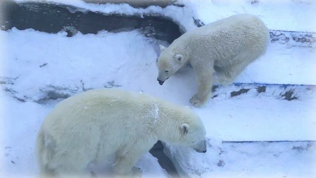 Большой секрет под лесенкой для беленькой такой компании смотреть онлайн