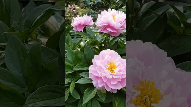 Карликовый пион Литл Пинк Лалабай в моем саду смотреть онлайн