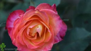 Самая красивая мелодия на свете! Эту музыку можно слушать вечно! Kрасивая музыка Сергей Грищук