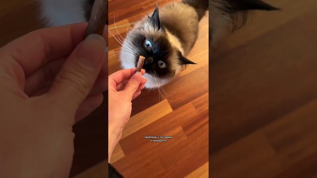 Можно ли кошкам есть колбасу?