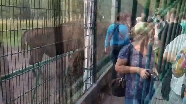 Зубры в Беловежской пуще. European Bisons in the national reserve of Belarus смотреть онлайн