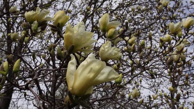 Magnolia Elizabeth смотреть онлайн