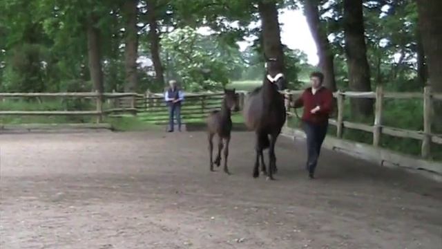 Patrizio, Trakehner Hengstfohlen смотреть онлайн