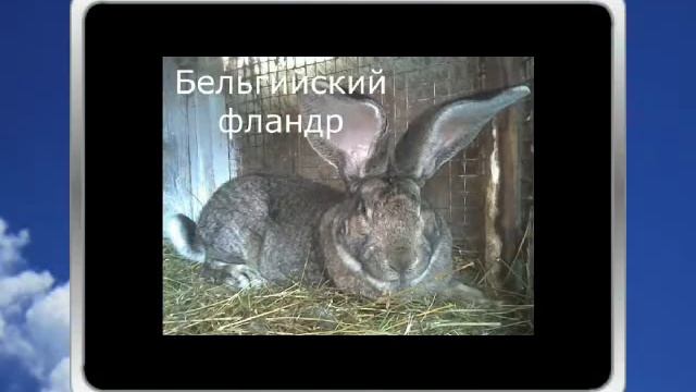ПОРОДЫ КРОЛИКОВ каких кроликов можно разводить на мясо смотреть онлайн