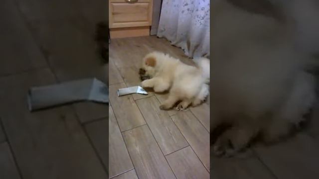 WP 20211221 08 22 58 Pro1 Волжская Радуга Ах.Какая Девочка 4 месяца смотреть онлайн