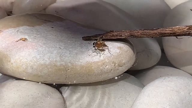 Spider Island Escape смотреть онлайн