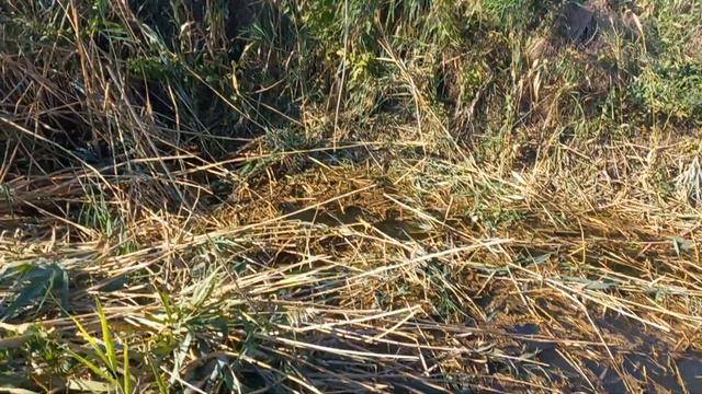 Выкашиваем берег у себя дома обводного канала реки Незаймановская в конце огорода и сада смотреть онлайн
