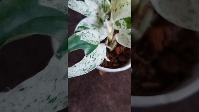 Epipremnum Pinnatum Marble #fypyoutube #houseplants #plant