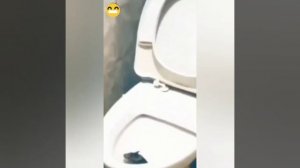 Из унитаза в питерской хрущёвке вылезла крыса