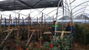 Сорт розы Atomic в теплице на Эквадорской плантации роз