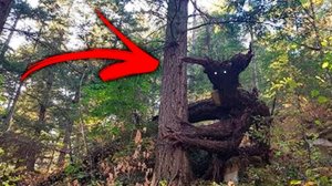 Мистические Существа, Найденные в Реальной Жизни