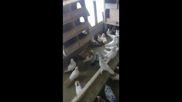 Приглашение в гости на голубятню к доброму другу / скоро новое видео! смотреть онлайн