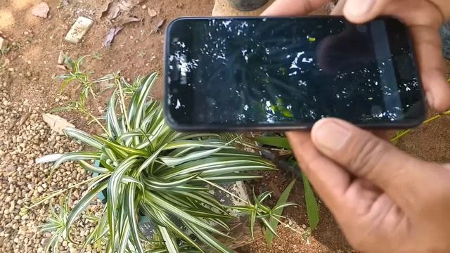 ඕනෙම ගහක නම වැඩ්ඩා වගේ කියමු - google lens - sri lanka смотреть онлайн