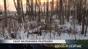 сбор валежника разрешен