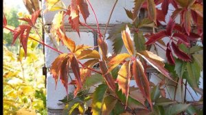 Е Евтушенко  Смеялись люди за стеной  #философскаялирика #поэты20века