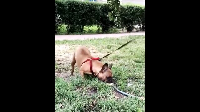 Приколы про собак в воде Смешные собаки смотреть онлайн