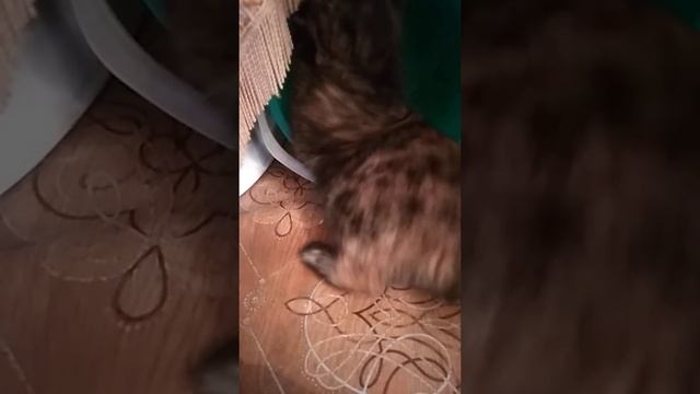 Кошка и ведро. Кошка черепаховый окрас. Кошка в доме. смотреть онлайн