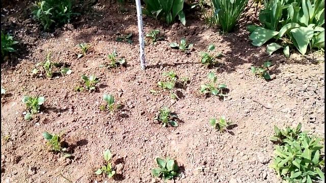 1 мая 2017 года на даче. Петуния, хризантема, лилии, виола и клубника. Обзор смотреть онлайн