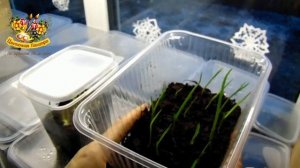 Как вырастить лилейники из семян . Просто и легко !!!!