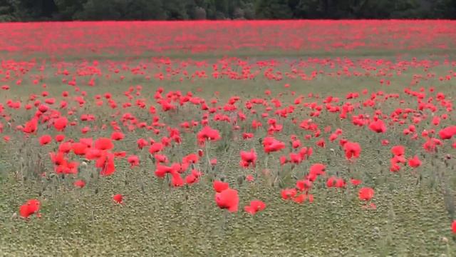 Нежная музыка цветов. Музыка для отдыха смотреть онлайн