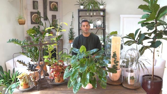 Houseplant Trends 2022! How-To Get Your Philodendron Burle Marx To FLOURISH With New Growth!