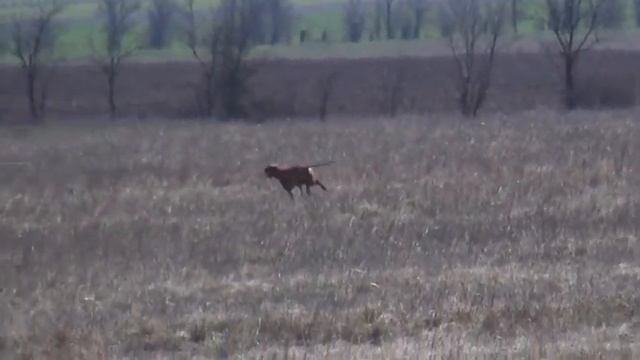 888 (14) Венгерская Выжла смотреть онлайн