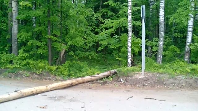 Под Йошкар-Олой от порыва ветра на автомобильную дорогу упало дерево смотреть онлайн