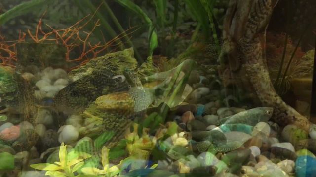 Аквариум*2 смотреть онлайн