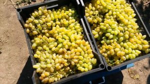 20160908 Виноград Кишмиш Арсеньевский (Столетие)