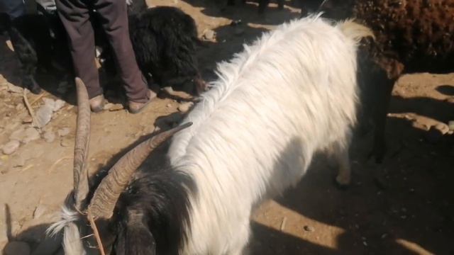 #МОЛБОЗОРИ #ШАХРИТУЗ КУЙЛАР НАРХИ КАНЧА БУЛАДИ АРЗОН БУЛДИМА ГУШТИН 60 СОМОН 28 февраля 2021 г. смотреть онлайн