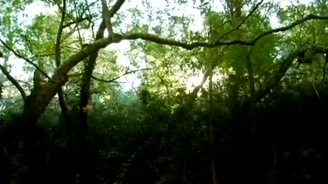 Насекомые Божья коровка и Стрекозы смотреть онлайн