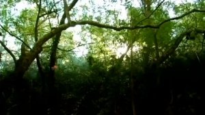 Насекомые Божья коровка и Стрекозы