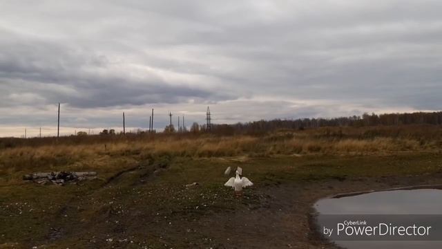 Семья!!! Дети!!! Внуки!!! Вот это женское СЧАСТЬЕ!!! ВОТ ТАКАЯ ЯЯЯЯ!!! смотреть онлайн