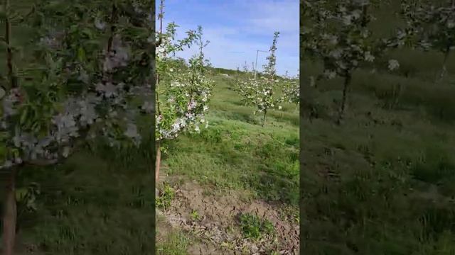 Цветение яблонь на ММ-106 смотреть онлайн